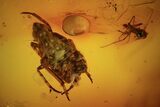 Fossil Cicada (Auchenorrhyncha) Larva & Flies (Diptera) In Amber #96205-2